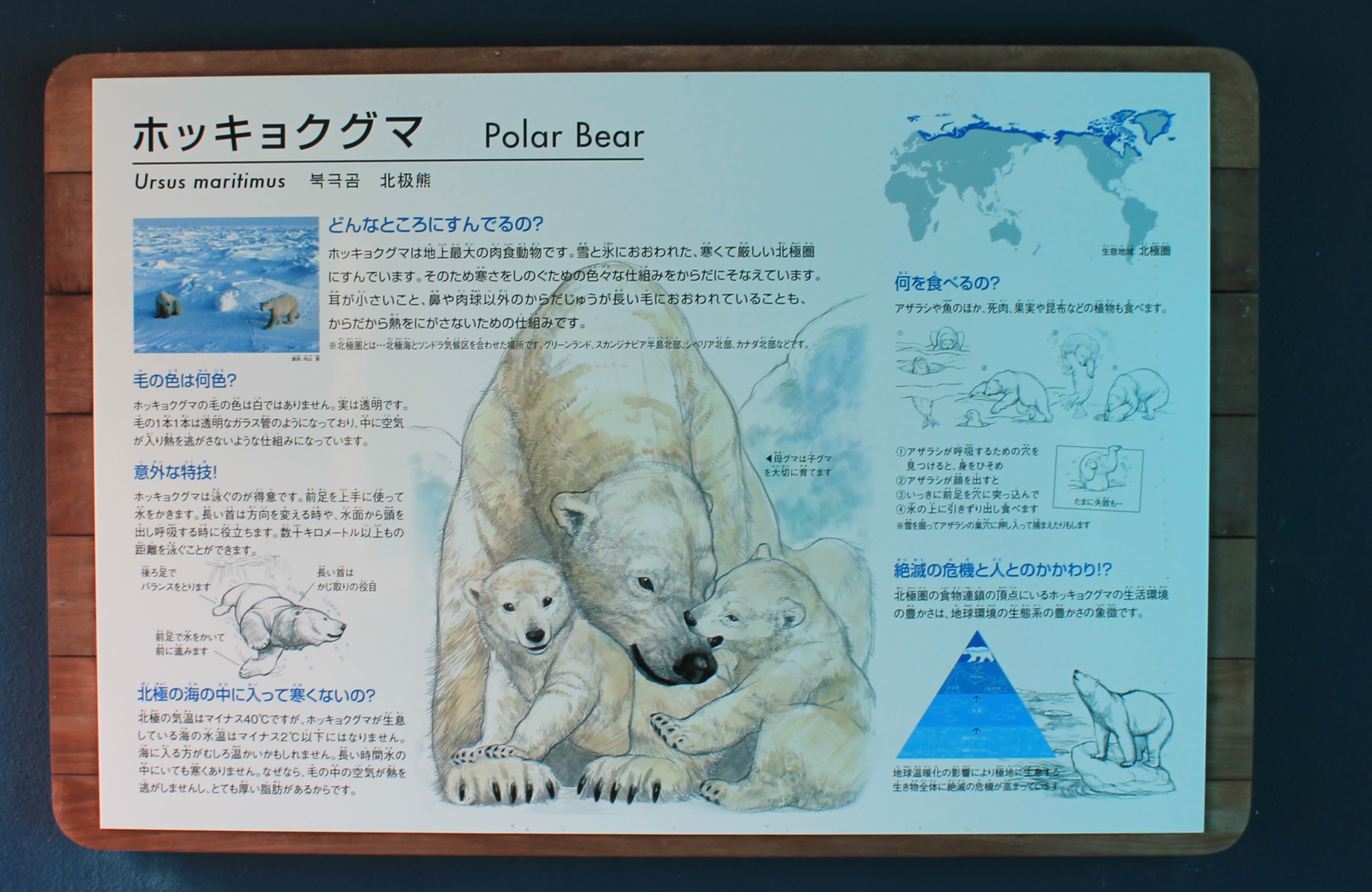 Polar Bear signage - Hirakawa Zoo (Kagoshima)