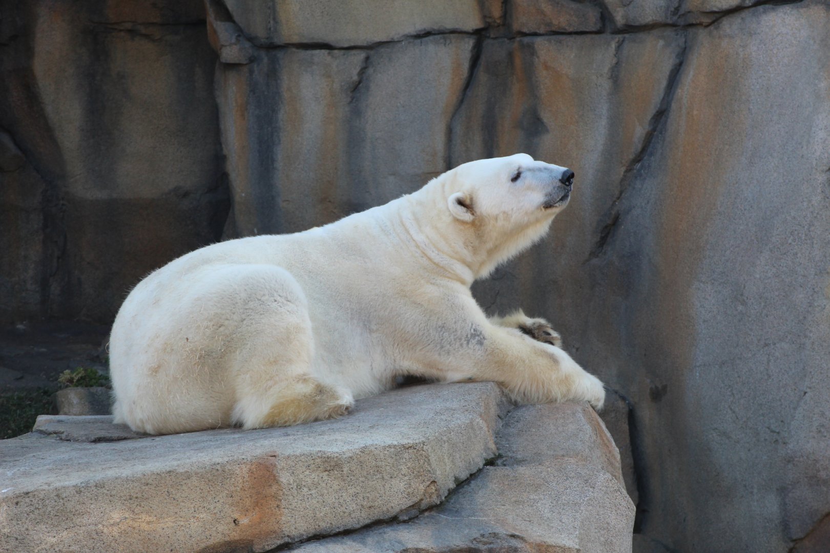 Polar Bear "Siku"