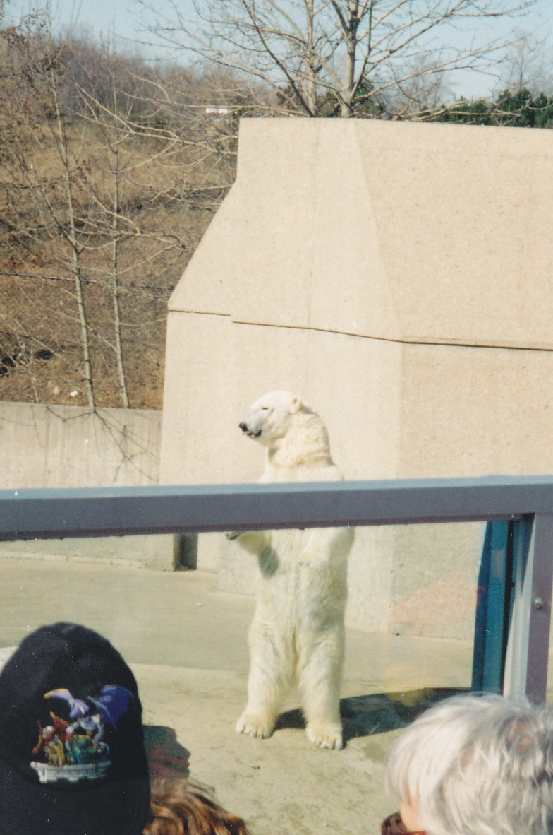 Polar Bear Standing 1990's
