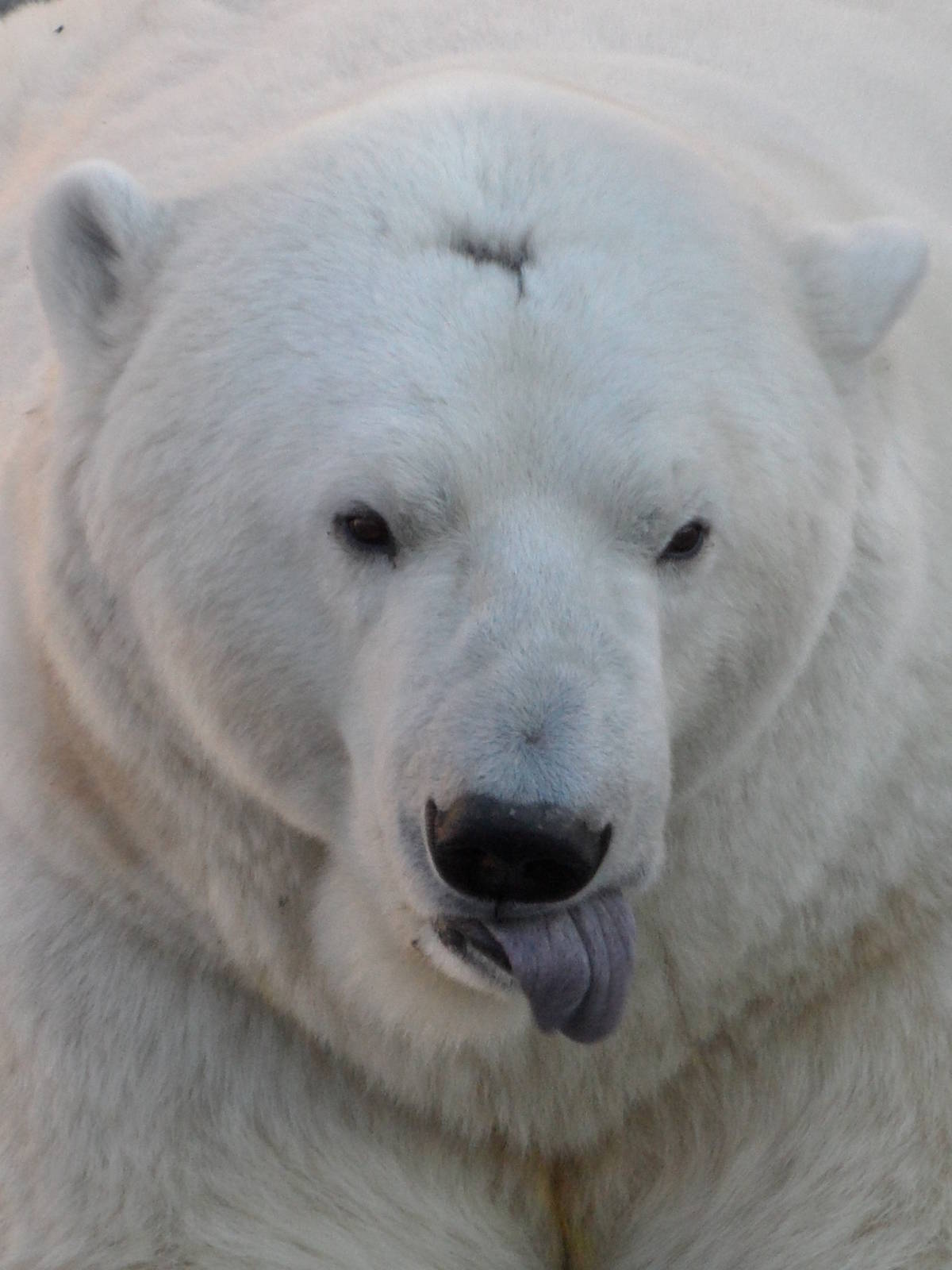 Polar bear sticking a tongue out