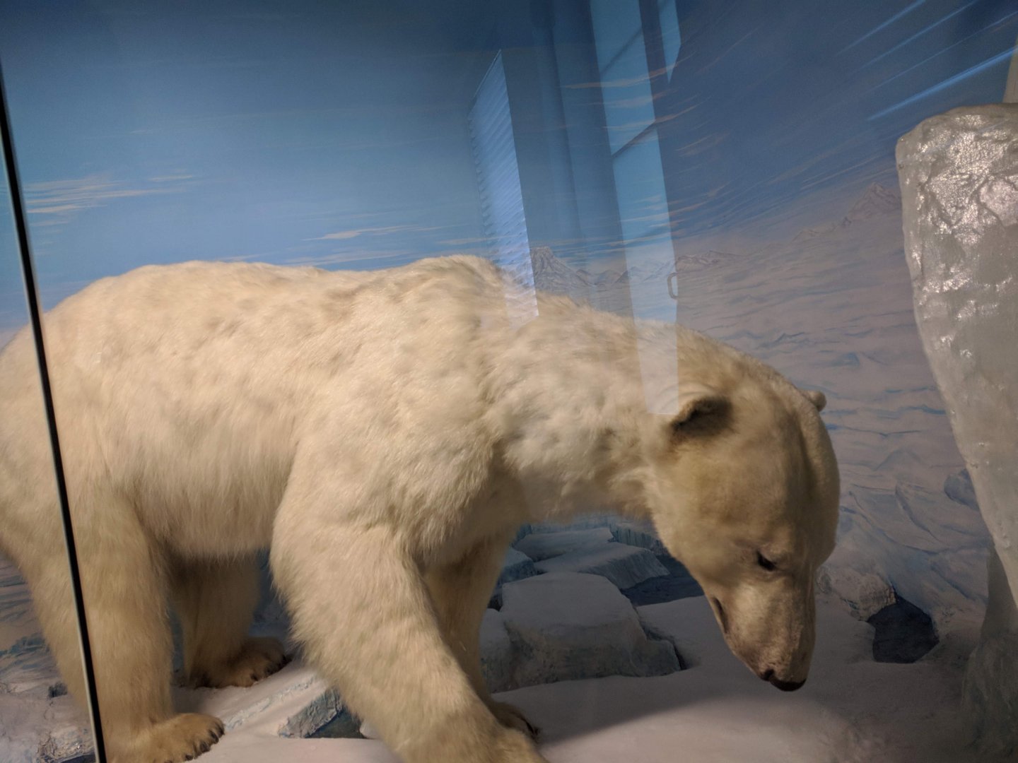 Polar bear Stuttgart Natural History Museum 2019