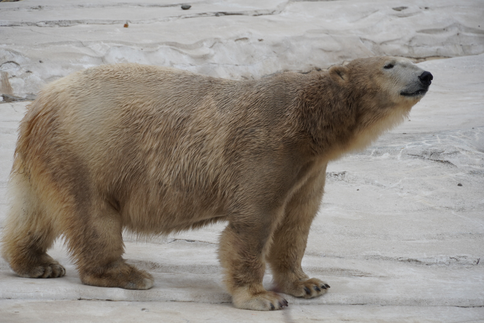 Polar Bear “Suka”