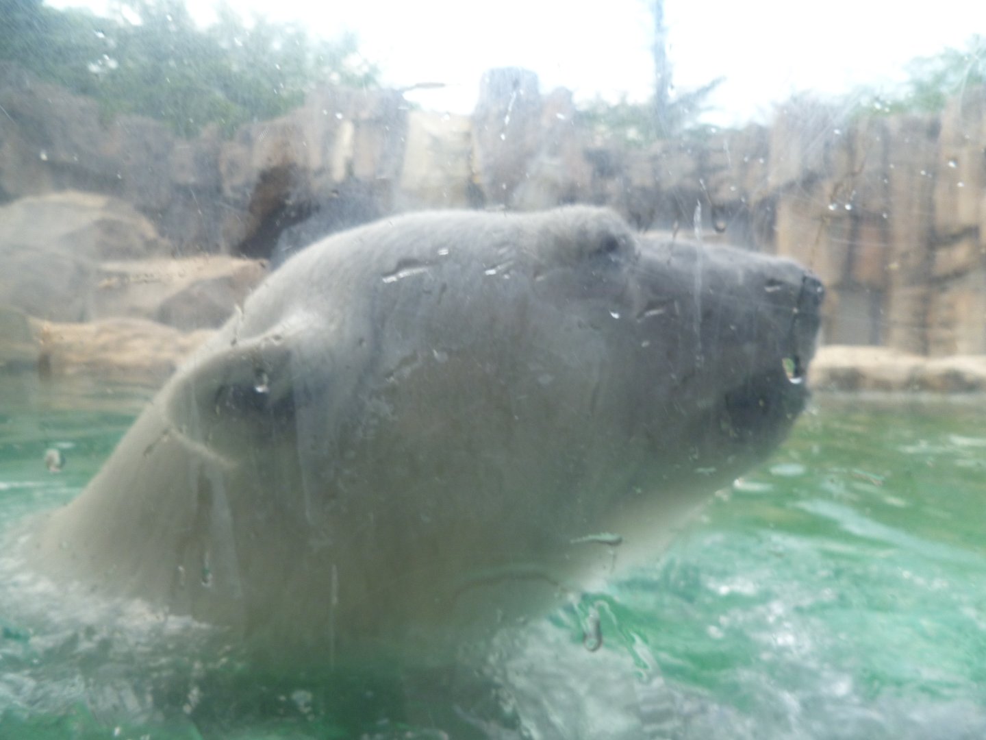 Polar bear summer 2016