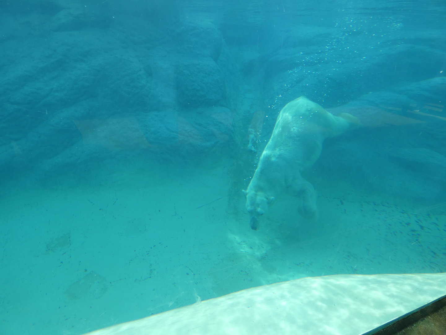 Polar Bear swimming at the North Carolina Zoo