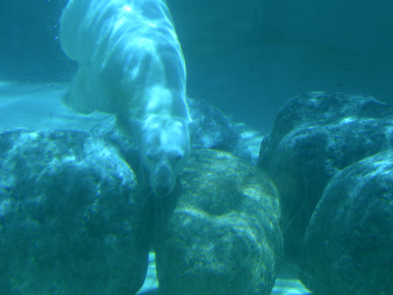 Polar bear swimming underwater