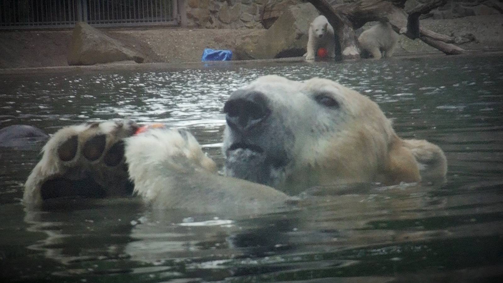 Polar Bear Swimming with Cubs in background.