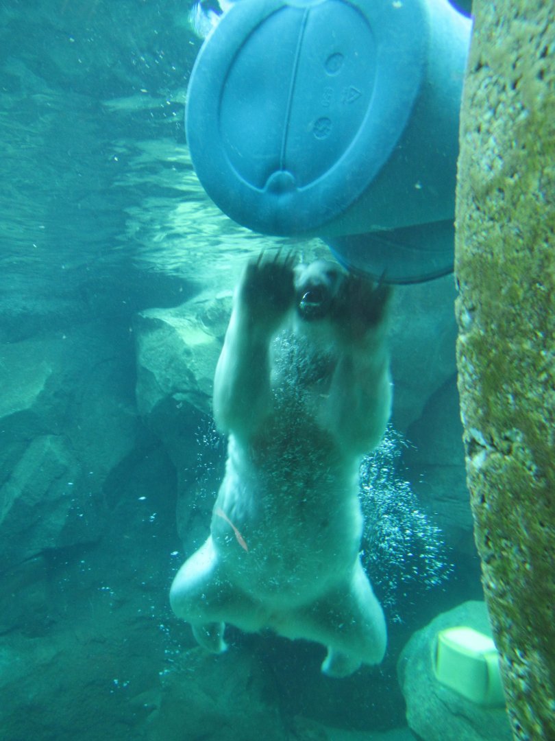Polar bear swimming