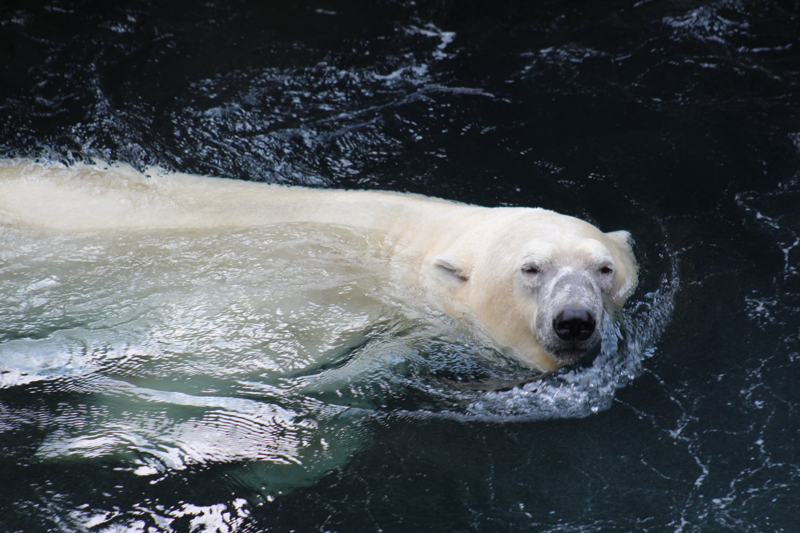 Polar Bear Swimming