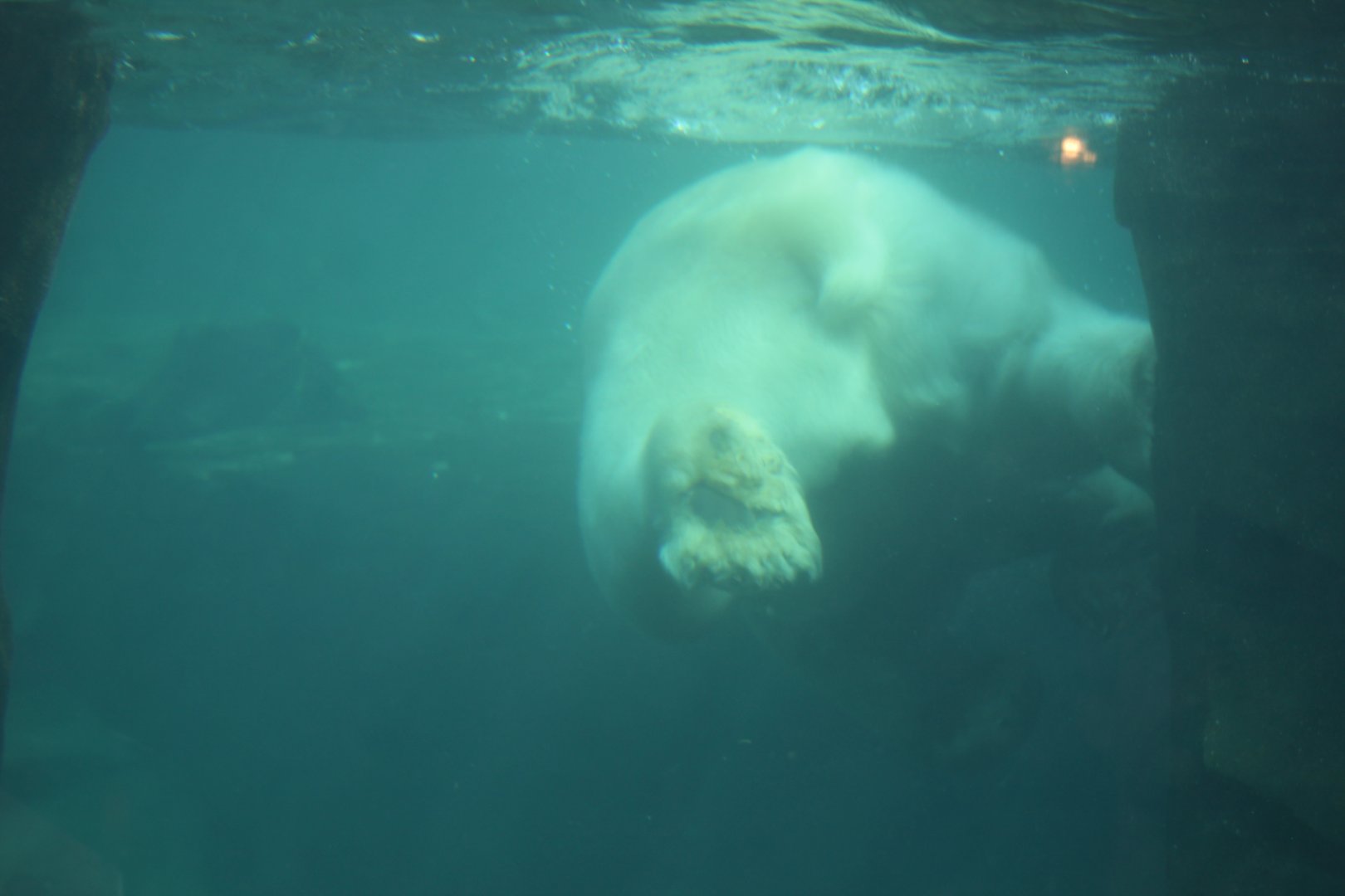 Polar Bear Swimming