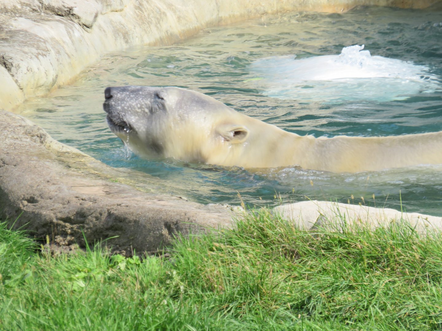 Polar bear swimming