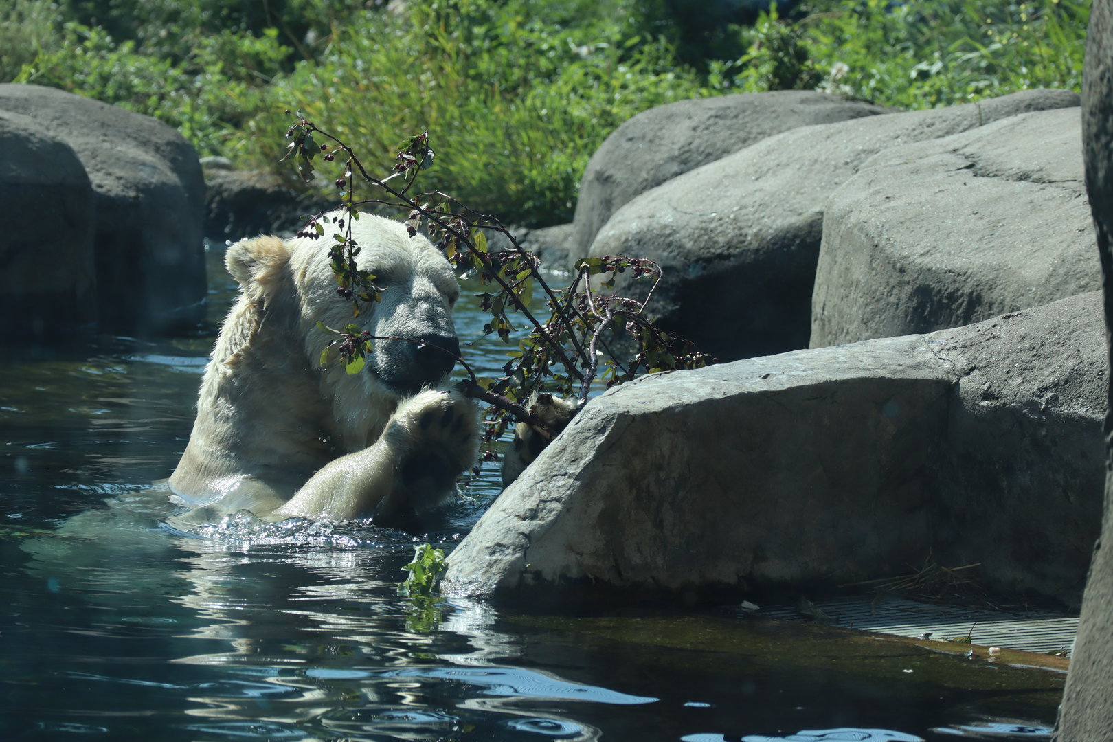 Polar Bear Swimming