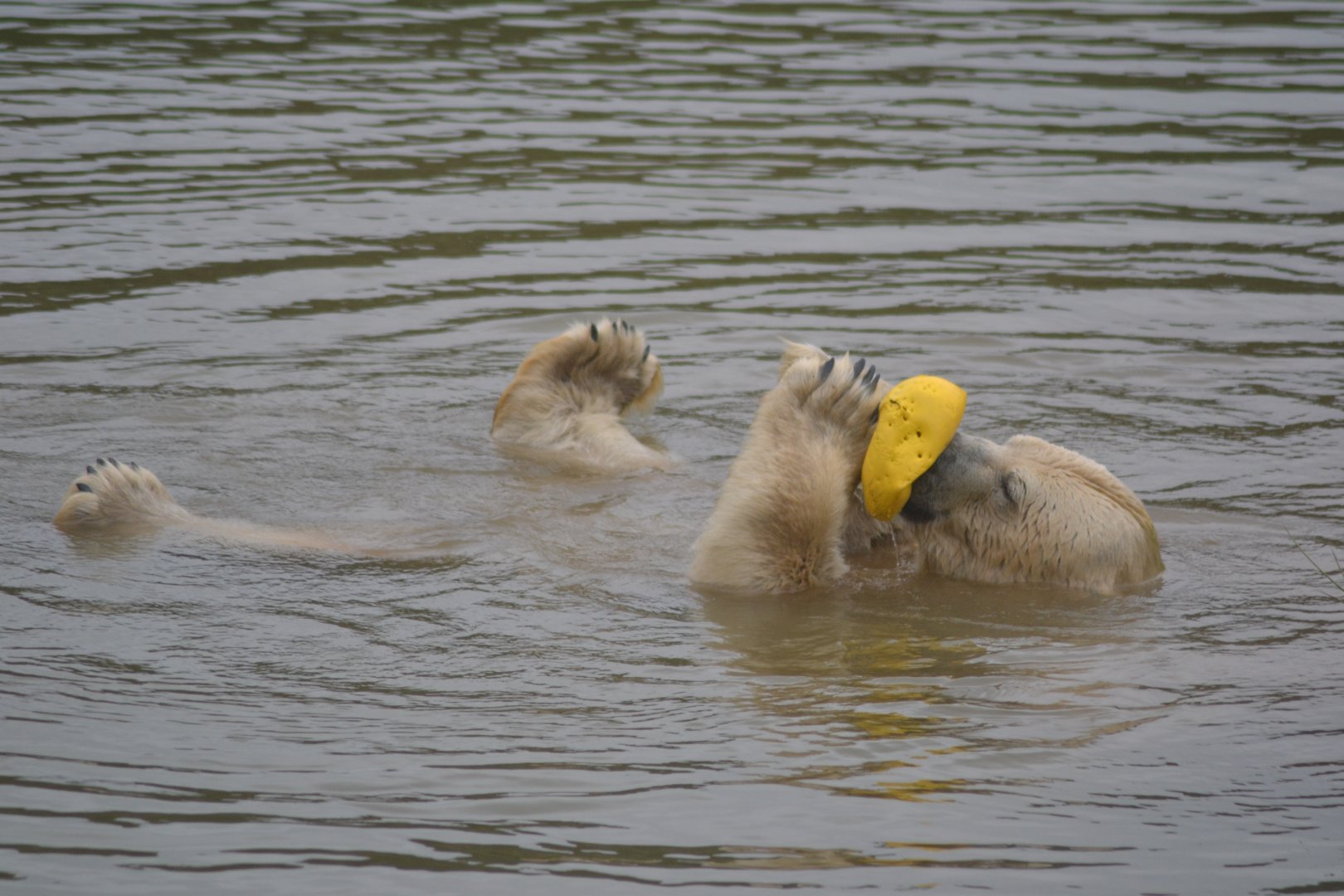 Polar bear swimming