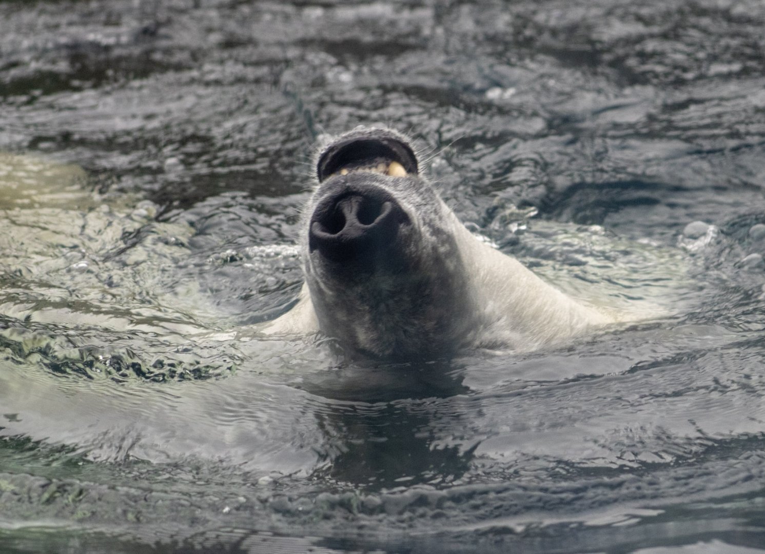 Polar Bear taking a breath