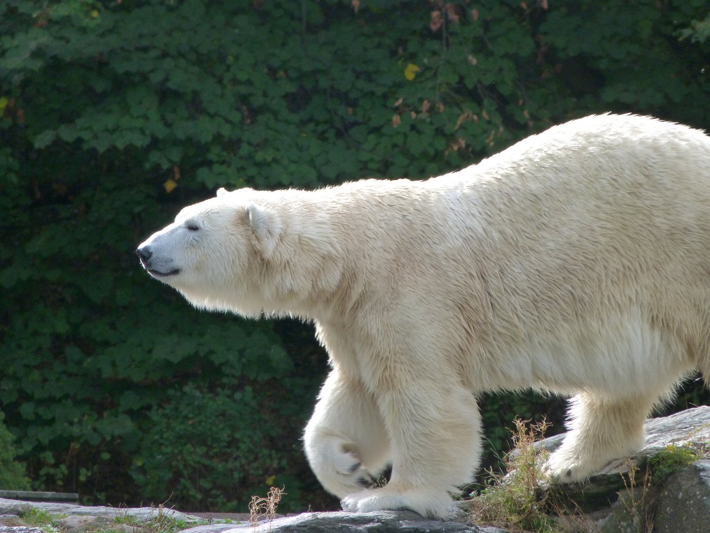 Polar bear -Tierpark Berlin (2024)