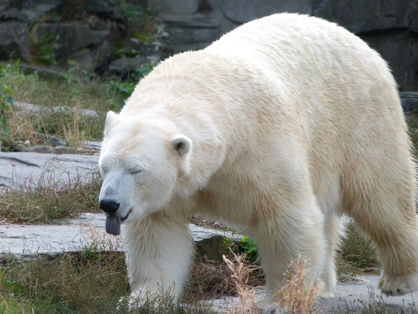 Polar bear -Tierpark Berlin (2024)