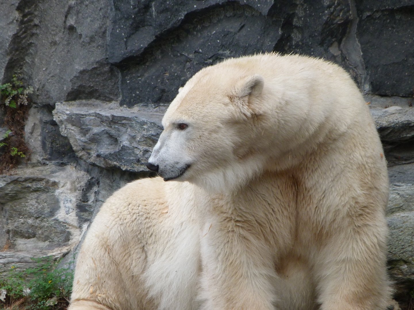 Polar bear -Tierpark Berlin (2024)