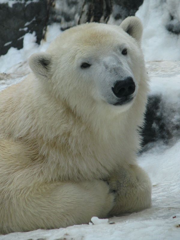 Polar bear Tom