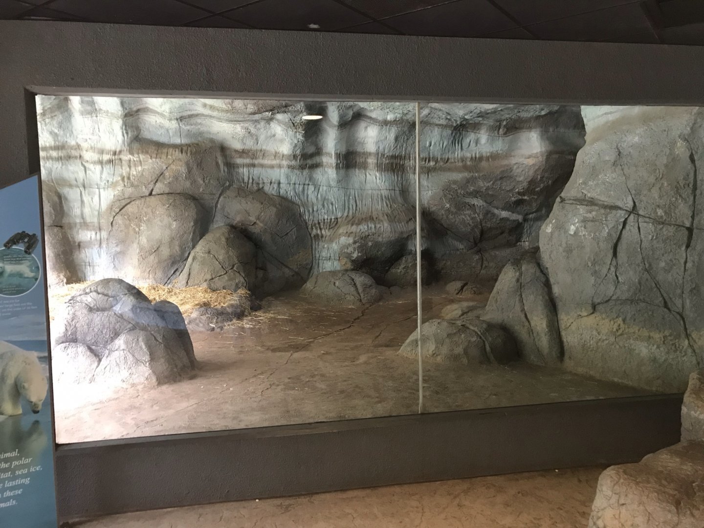 Polar Bear Tundra Habitat