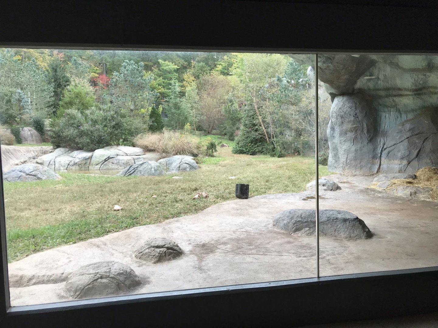 Polar Bear Tundra Habitat