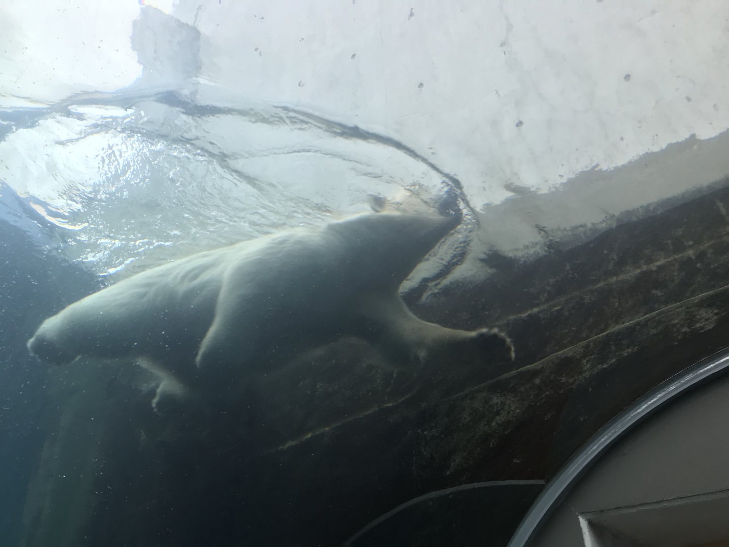 Polar bear tunnel
