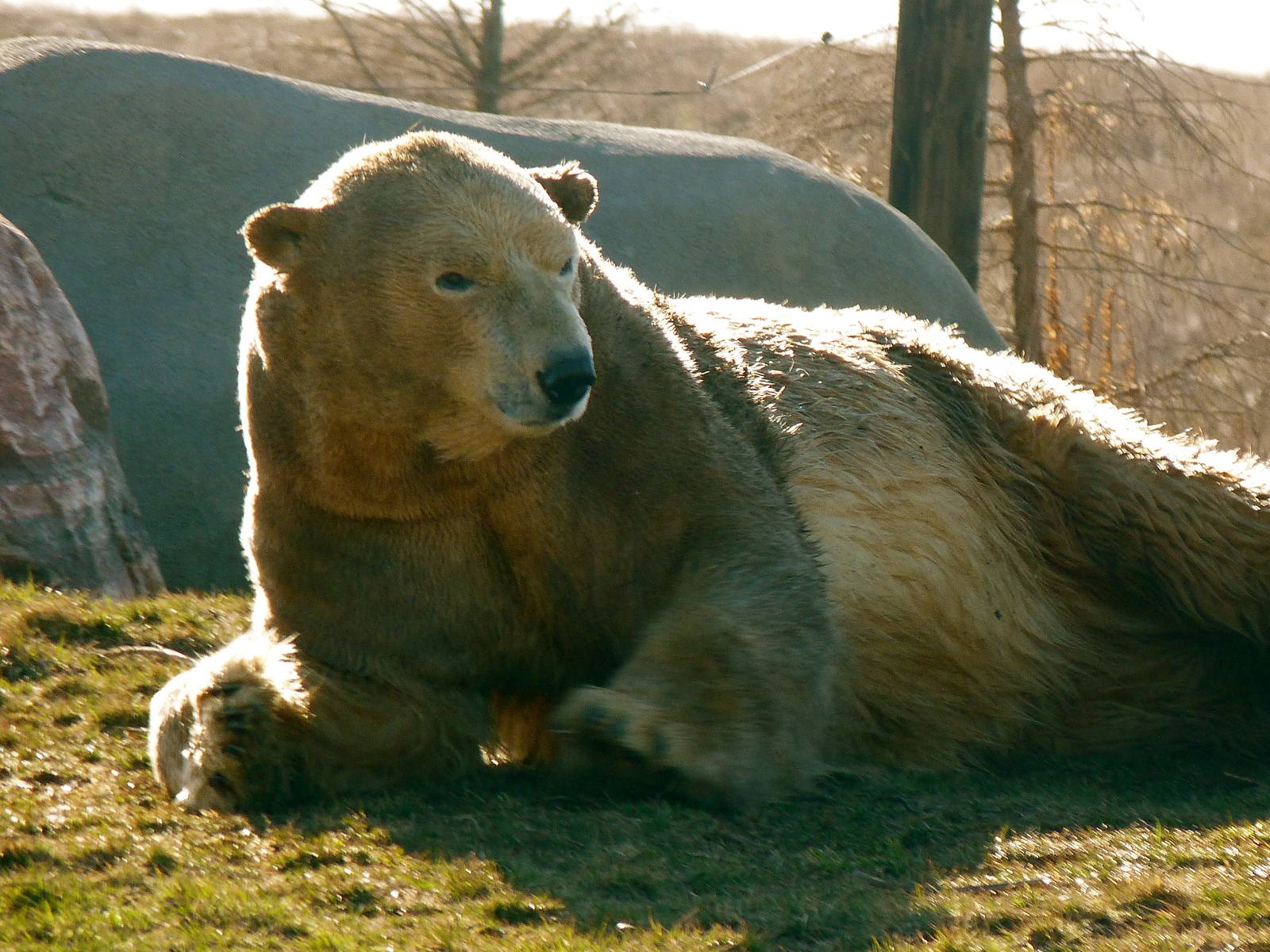 Polar Bear Turned Into Brown Bear?
