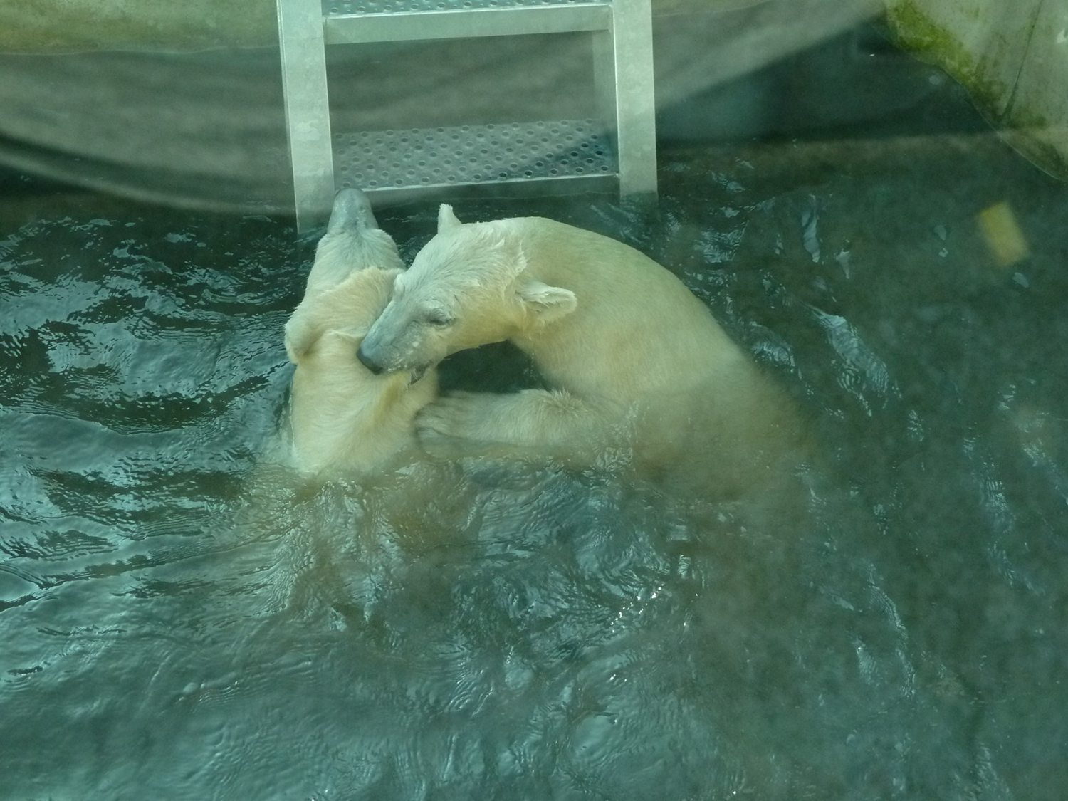 Polar bear twins playing