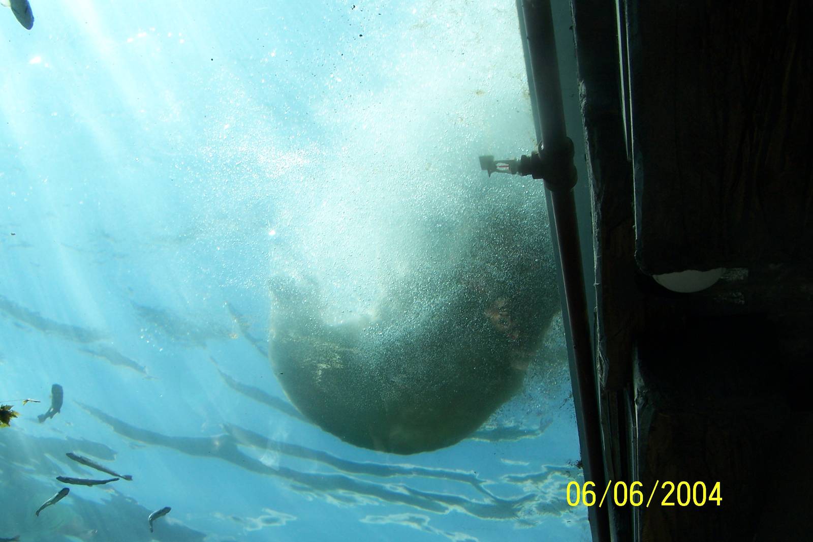 Polar Bear Under-Water Viewing ~ Polar Frontier