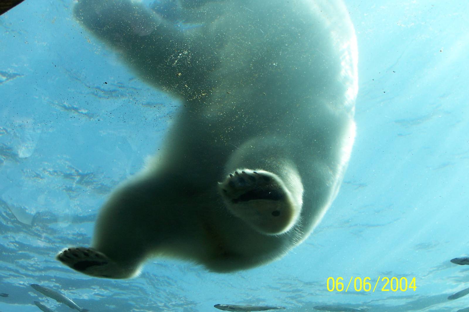 Polar Bear Under-Water Viewing ~ Polar Frontier