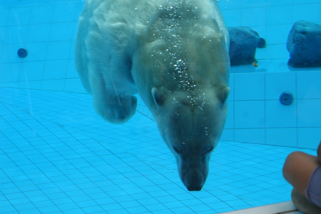 Polar Bear Underwater #1