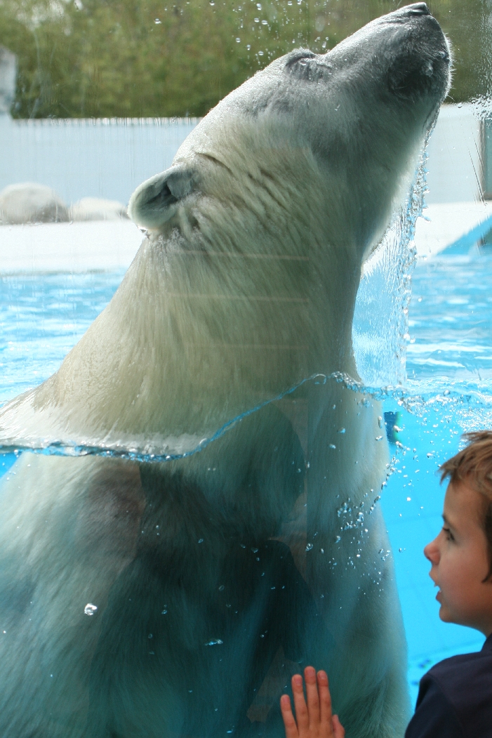 Polar Bear Underwater #2