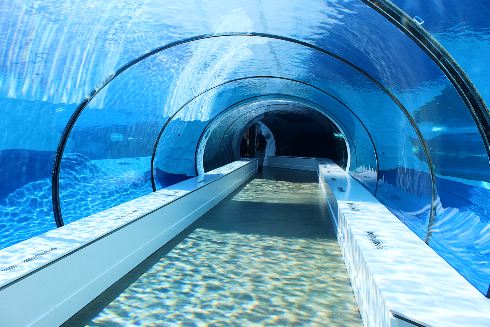 Polar Bear Underwater Tunnel - Arctic Ring of Life