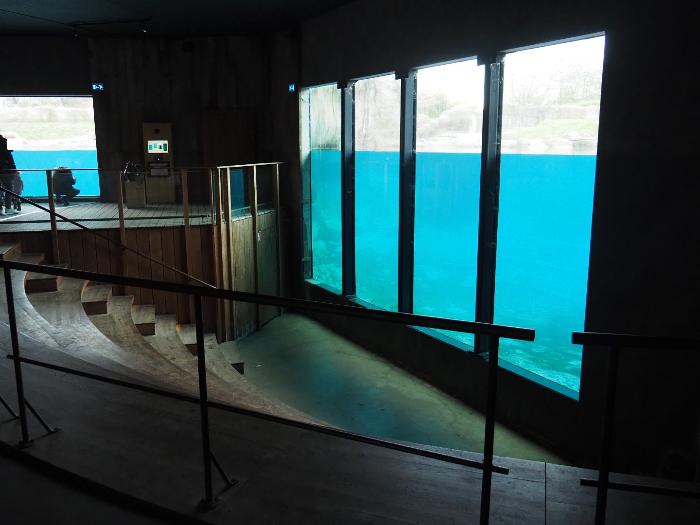 Polar bear underwater view (Nov 10th, 2018)