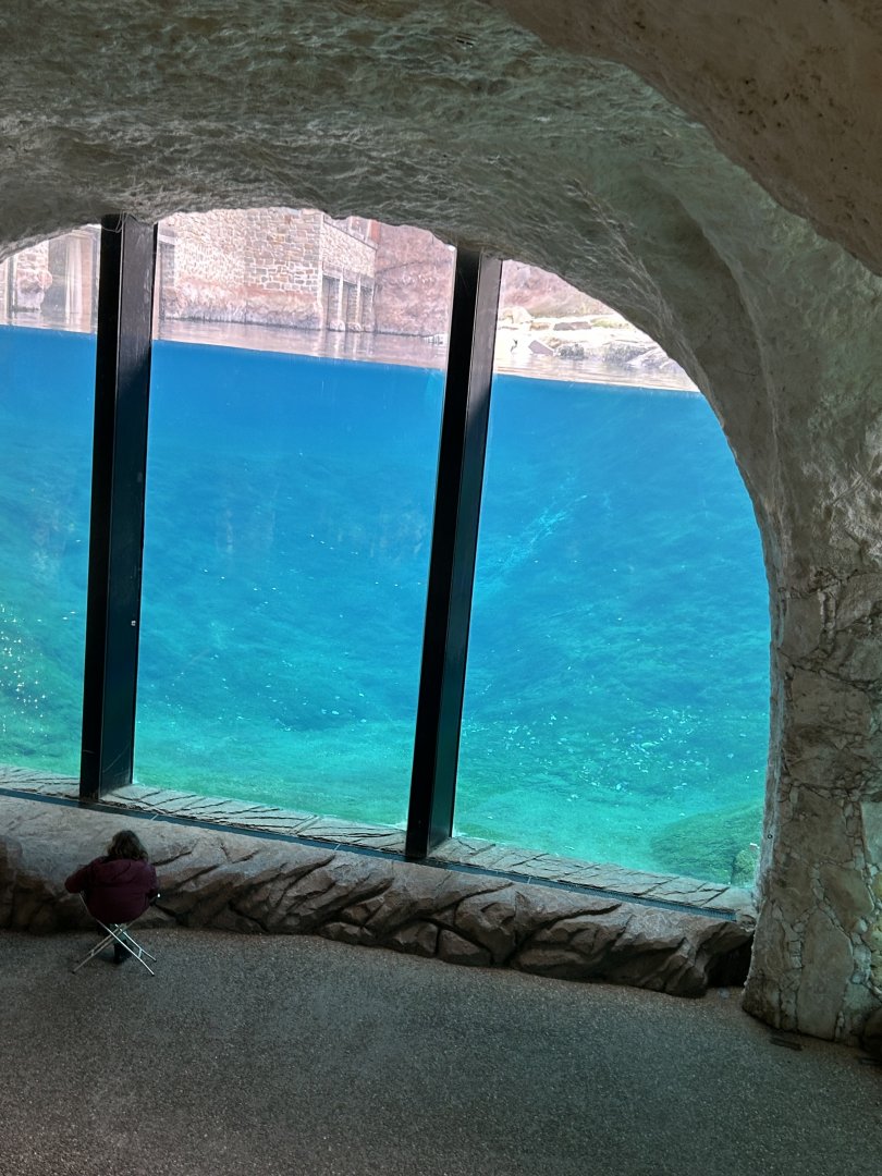 Polar bear underwater view