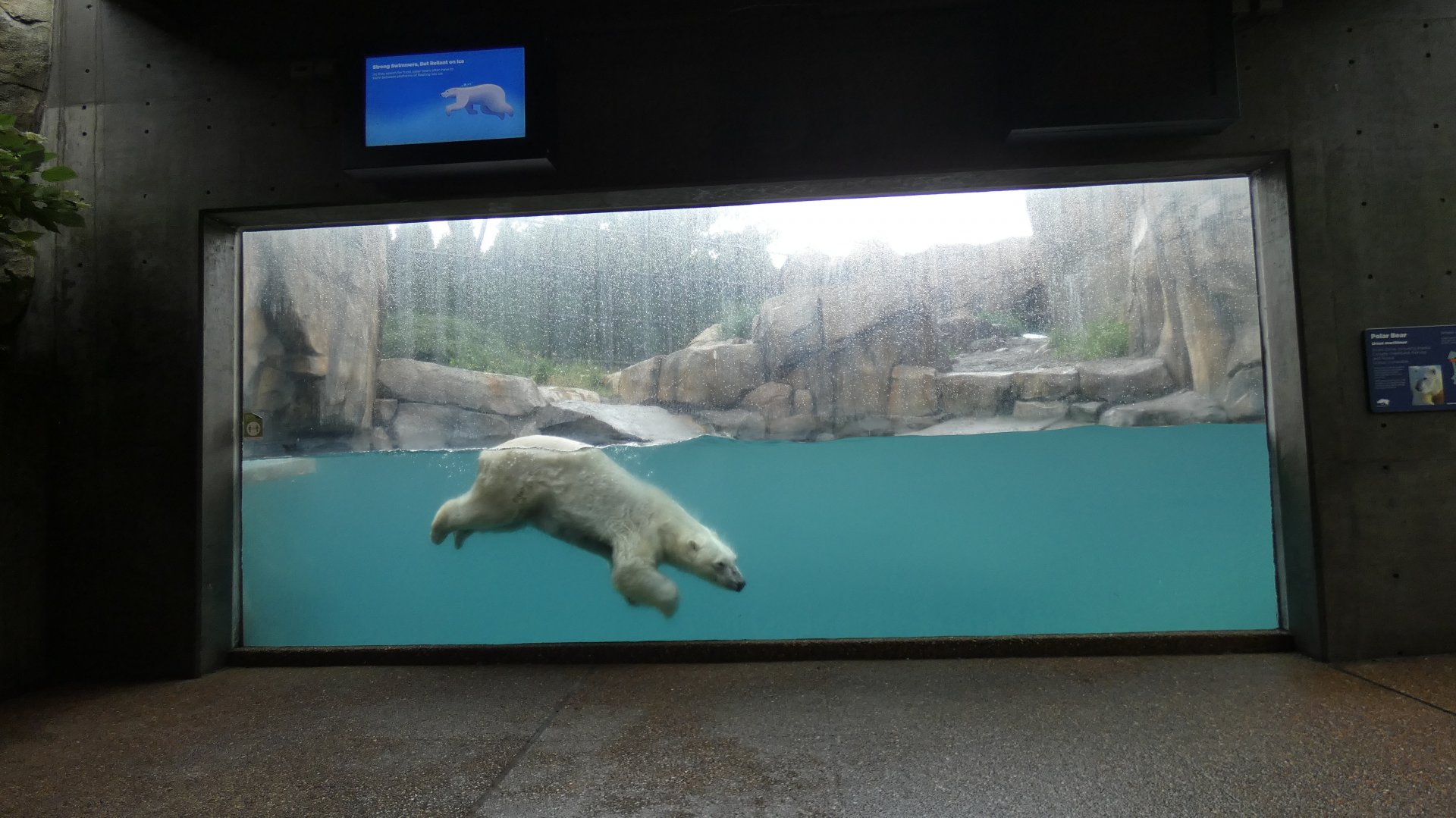 Polar Bear Underwater Viewing, Arctic Tundra - July 2021