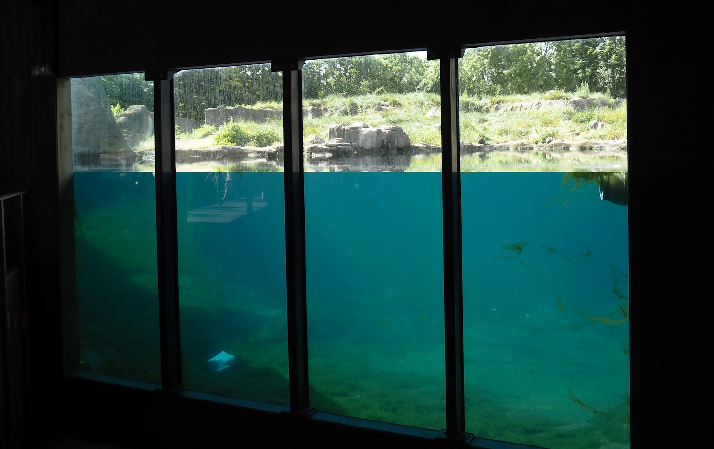 Polar bear underwater viewing area, 2024-06-30