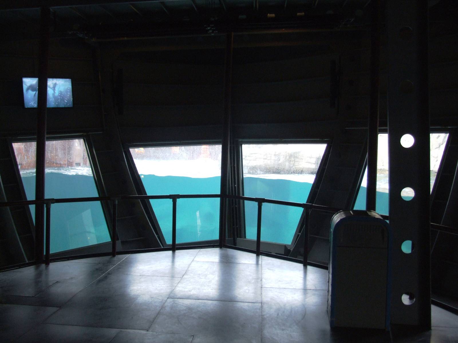 Polar Bear Underwater Viewing at Hannover, 23/03/13