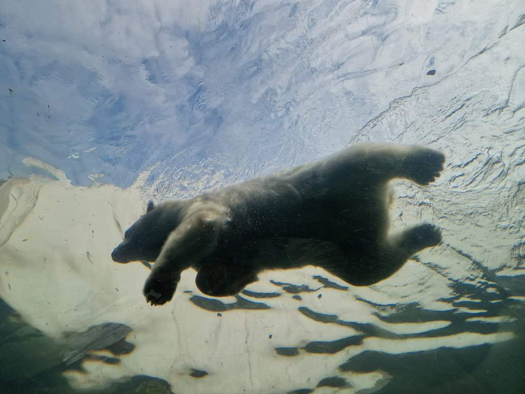 Polar Bear underwater viewing tunnel