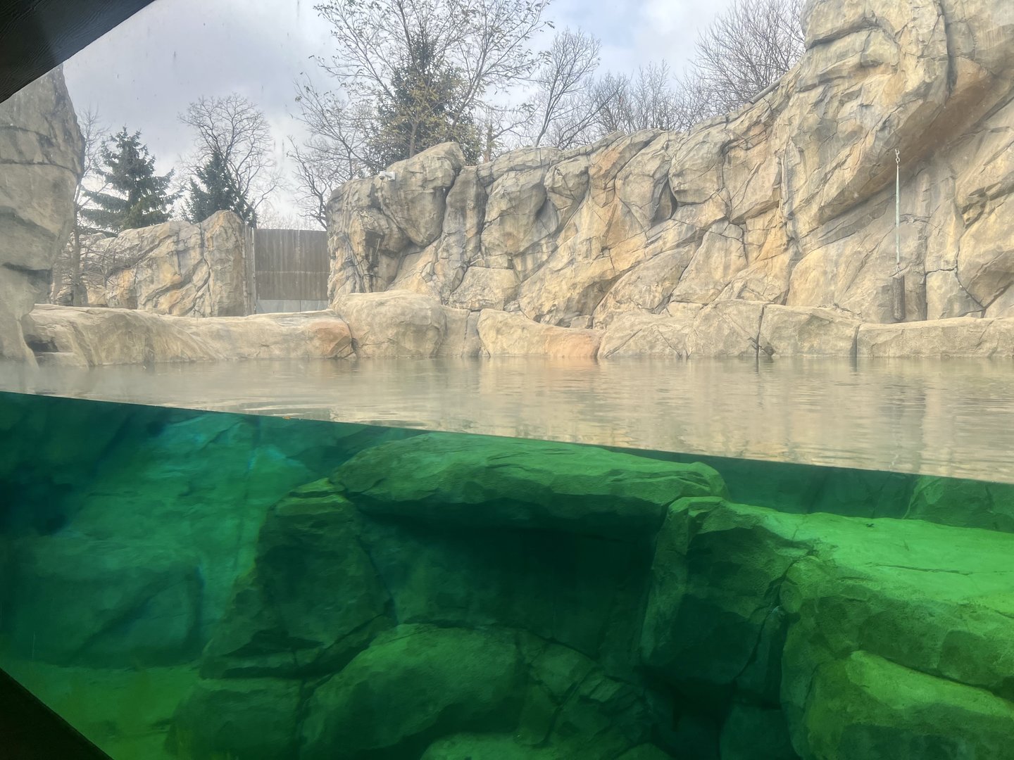 Polar Bear Underwater Viewing Window