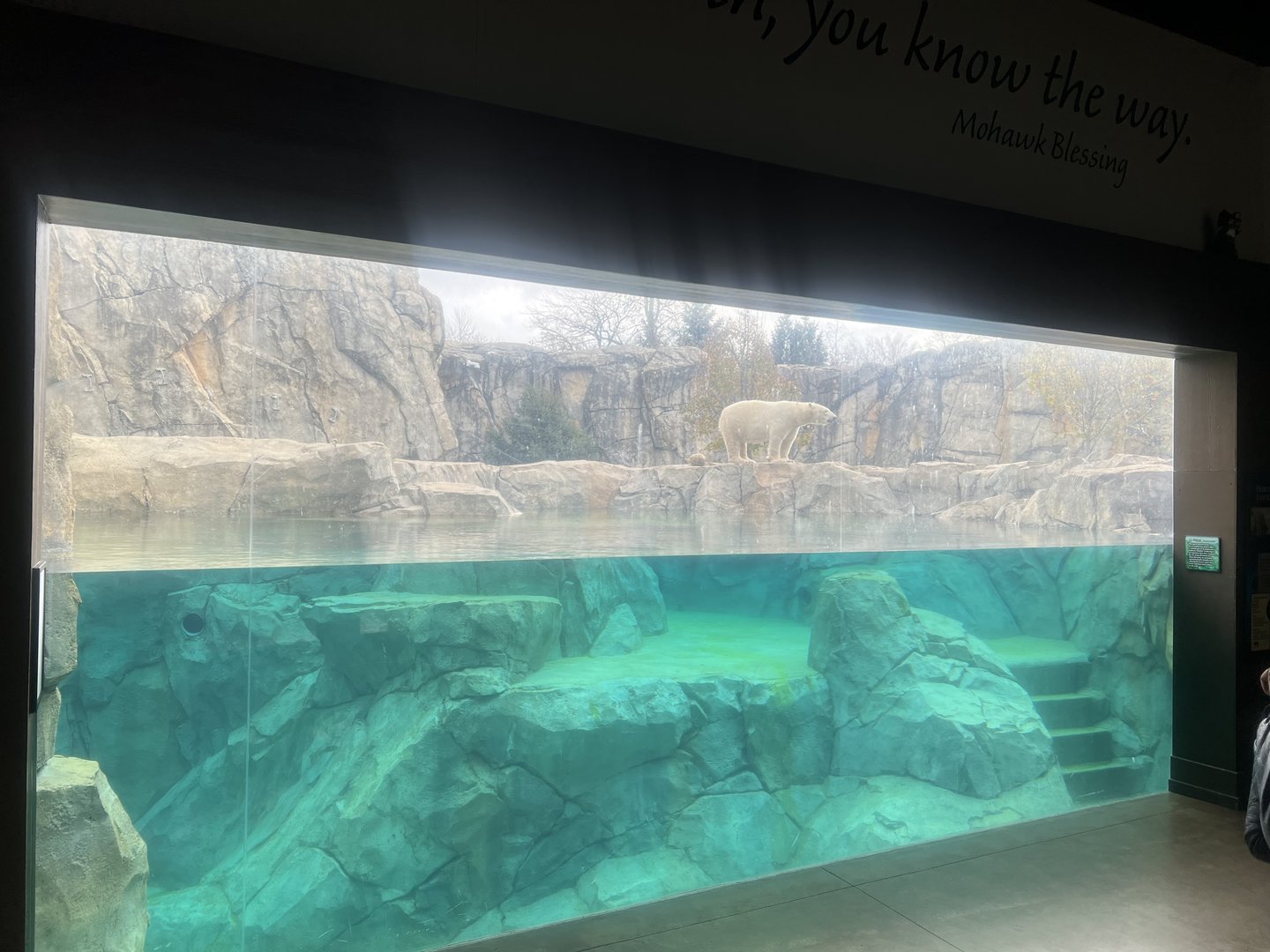 Polar Bear Underwater Viewing Window