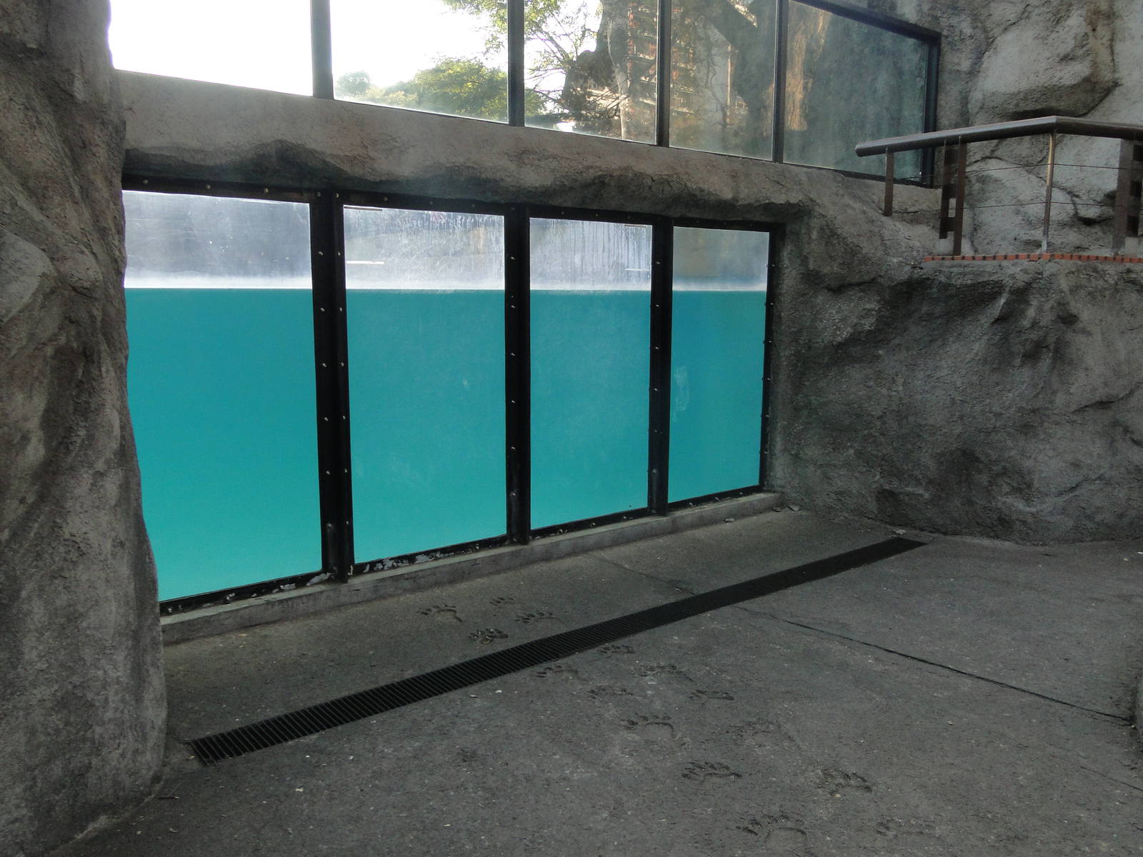 Polar Bear Underwater Viewing