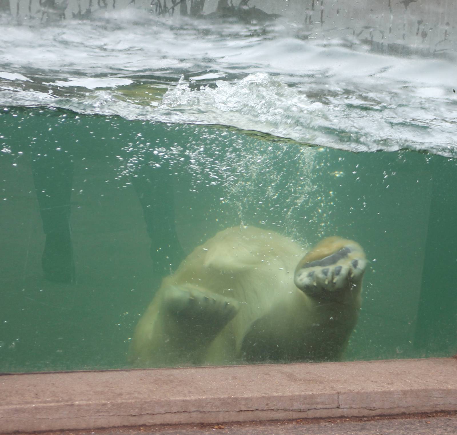Polar bear underwater-viewing