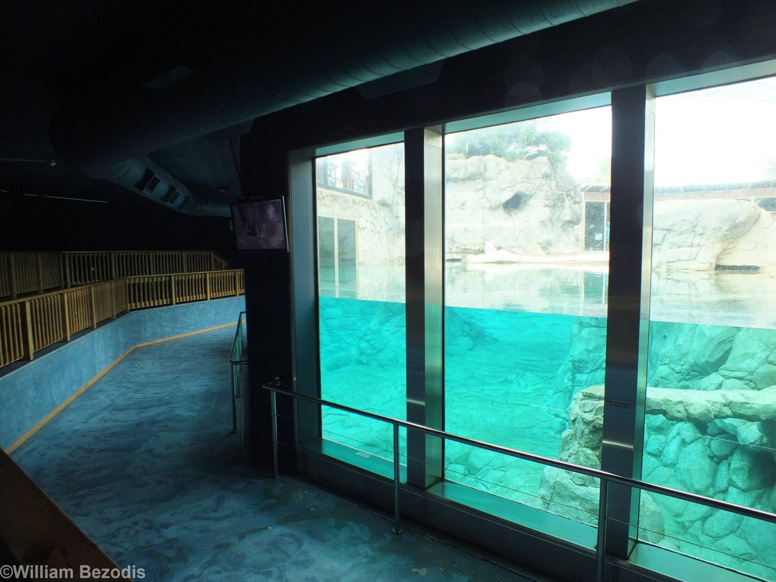 Polar Bear Underwater Viewing