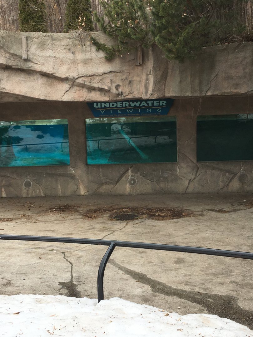 Polar bear underwater viewing