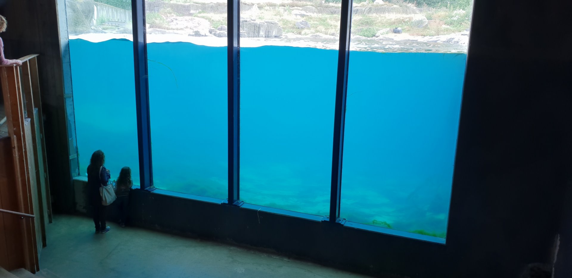 Polar bear underwater viewing