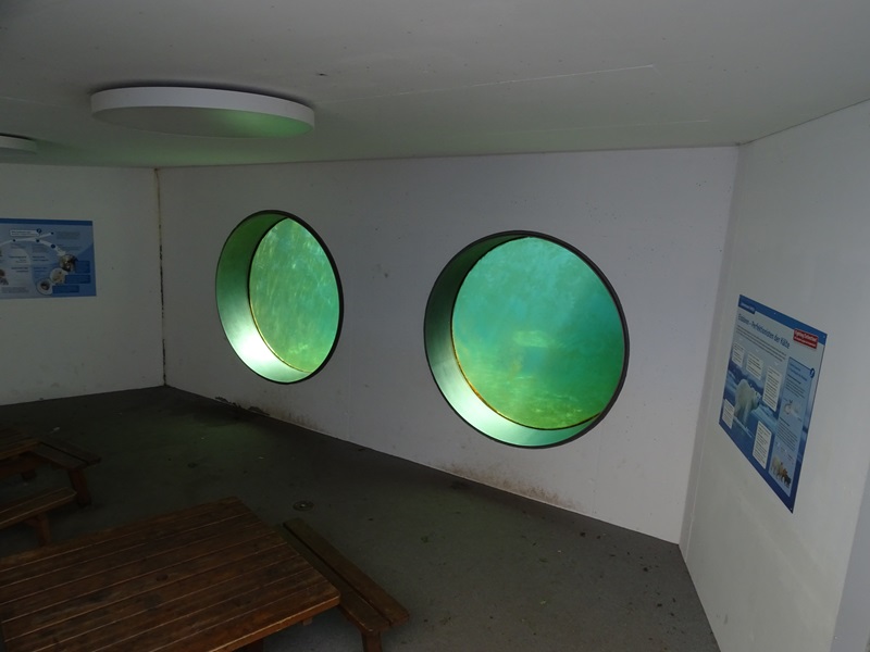 Polar bear underwater viewing