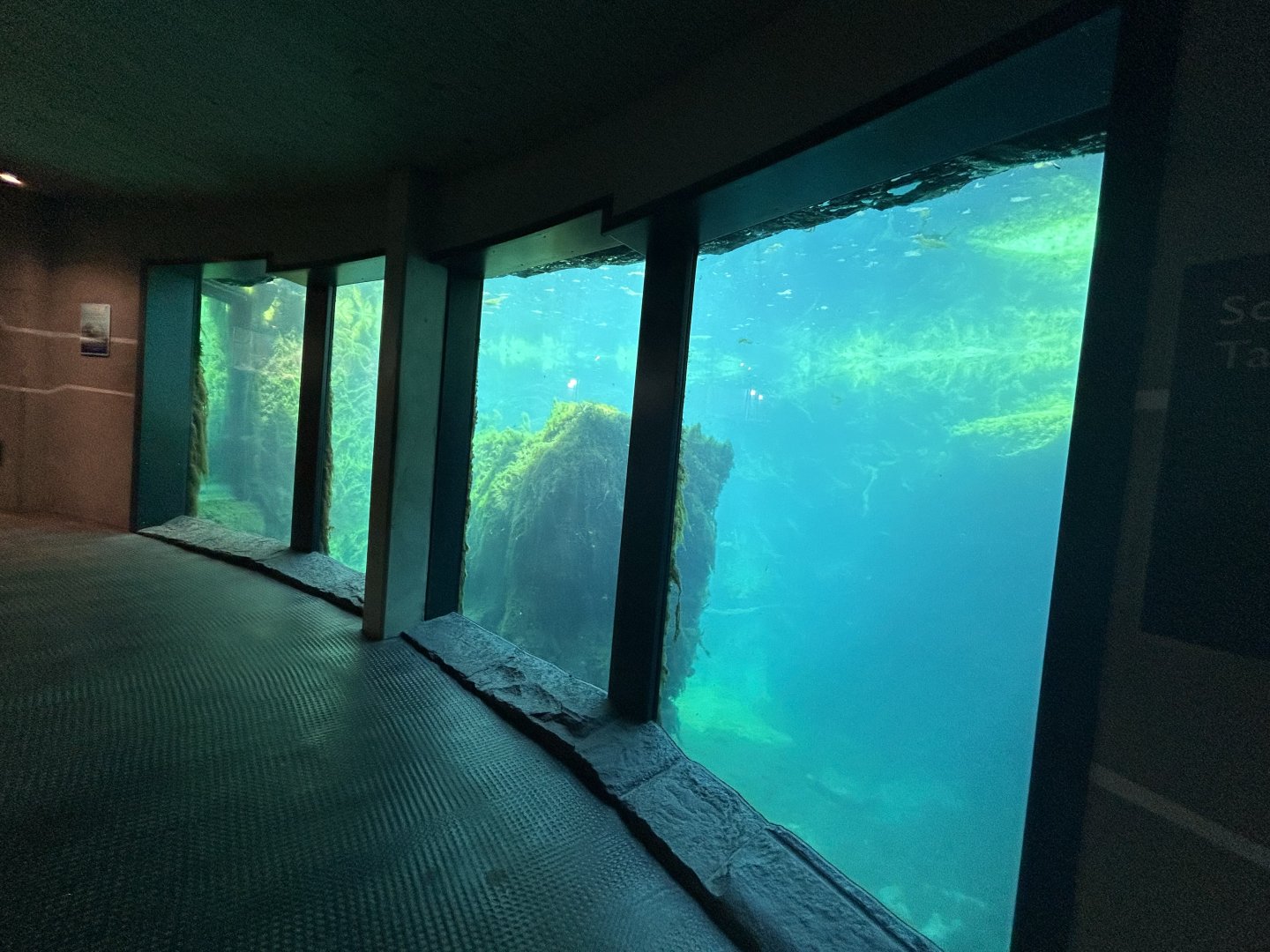 Polar Bear Underwater Viewing