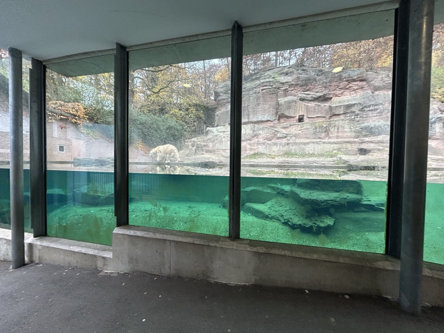 Polar Bear Underwater Viewing