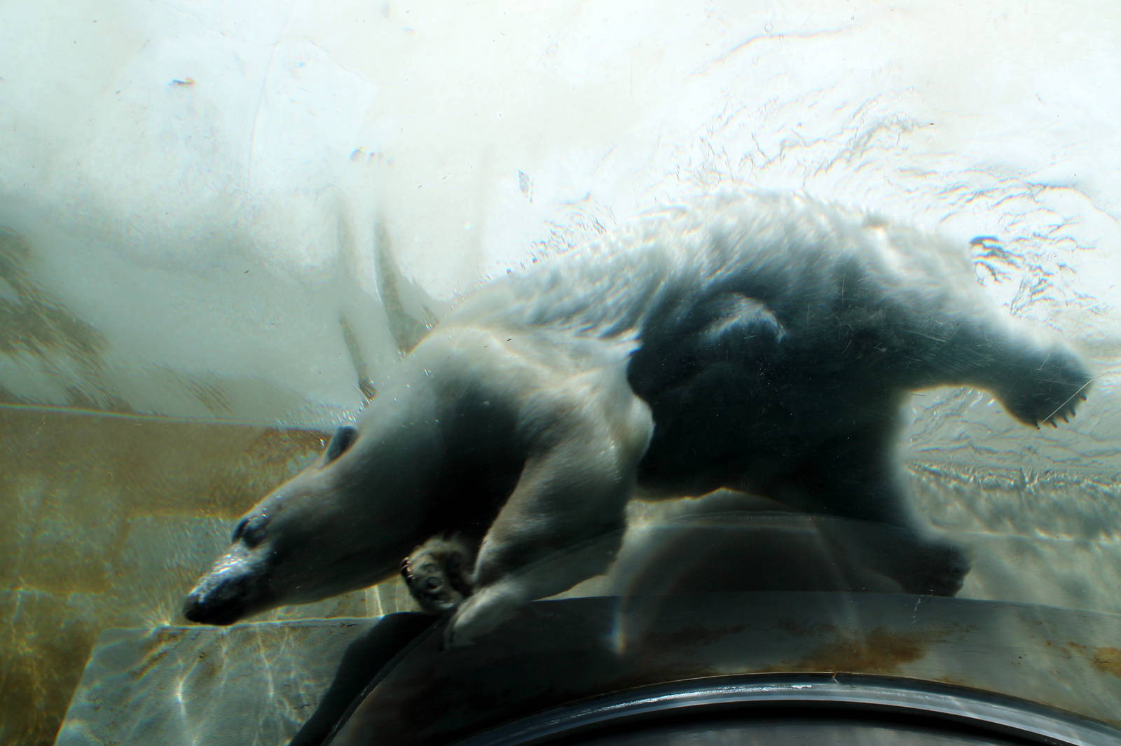 Polar Bear - underwater