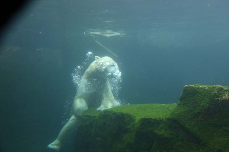 polar bear underwater