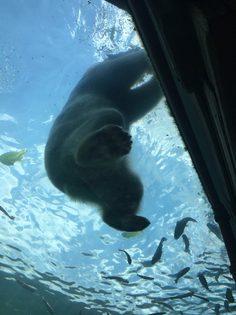 Polar bear underwater